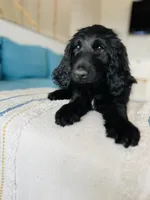 Medium Bernedoodle (Male) FREE DELIVERY in US, a male Bernedoodle for sale in Denver, CO – Photo 4 of 7