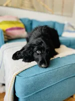 Medium Bernedoodle (Male) FREE DELIVERY in US, a male Bernedoodle for sale in Denver, CO – Photo 2 of 7