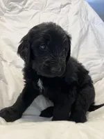 Junior, a male Bernedoodle for sale in Las Vegas, NM – Photo 2 of 2