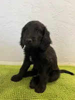 Medium Bernedoodle (Male) FREE DELIVERY in US, a male Bernedoodle for sale in Denver, CO – Photo 4 of 7