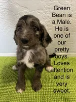 Medium  Bernedoodle (male)- FREE DELIVERY in US , a male Bernedoodle for sale in Denver, CO – Photo 2 of 5