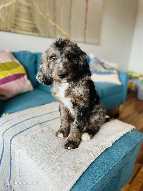 Medium  Bernedoodle (male)- FREE DELIVERY in US  – Bernedoodle puppy for sale in Denver, CO