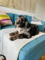 Medium  Bernedoodle (male)- FREE DELIVERY in US , a male Bernedoodle for sale in Denver, CO – Photo 2 of 9