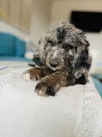 Medium  Bernedoodle (male)- FREE DELIVERY in US , a male Bernedoodle for sale in Denver, CO – Photo 7 of 9