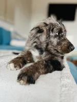 Medium  Bernedoodle (male)- FREE DELIVERY in US , a male Bernedoodle for sale in Denver, CO – Photo 3 of 9