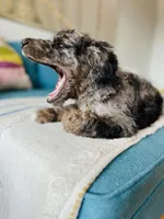 Medium  Bernedoodle (male)- FREE DELIVERY in US , a male Bernedoodle for sale in Denver, CO – Photo 4 of 9