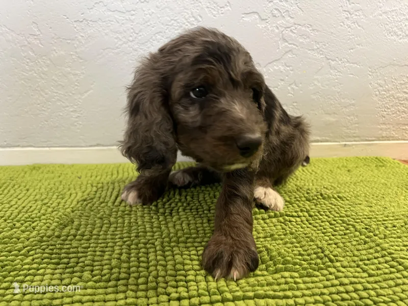 Medium  Bernedoodle (male)- FREE DELIVERY in US  – Bernedoodle puppy for sale in Denver, CO