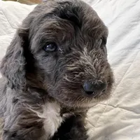 Green Beans, a male Bernedoodle for sale in Phoenix, AZ – Photo 1 of 2