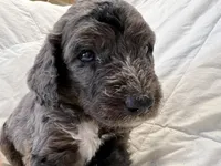 Green Beans, a male Bernedoodle for sale in Las Vegas, NM – Photo 1 of 2