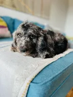 Medium  Bernedoodle (male)- FREE DELIVERY in US , a male Bernedoodle for sale in Denver, CO – Photo 9 of 9