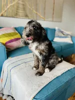 Medium  Bernedoodle (male)- FREE DELIVERY in US , a male Bernedoodle for sale in Denver, CO – Photo 5 of 9