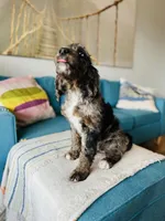Medium  Bernedoodle (male)- FREE DELIVERY in US , a male Bernedoodle for sale in Denver, CO – Photo 8 of 9