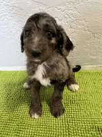 Medium  Bernedoodle (male)- FREE DELIVERY in US , a male Bernedoodle for sale in Denver, CO – Photo 3 of 5