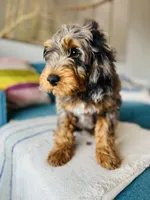 Medium Bernedoodle (Male) FREE DELIVERY in US, a male Bernedoodle for sale in Denver, CO – Photo 2 of 5