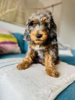 Medium Bernedoodle (Male) FREE DELIVERY in US, a male Bernedoodle for sale in Denver, CO – Photo 4 of 5