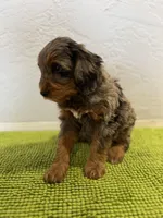 Medium Bernedoodle (Male) FREE DELIVERY in US, a male Bernedoodle for sale in Denver, CO – Photo 5 of 8