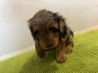 Medium Bernedoodle (Male) FREE DELIVERY in US, a male Bernedoodle for sale in Denver, CO – Photo 3 of 8