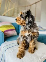 Medium Bernedoodle (Male) FREE DELIVERY in US, a male Bernedoodle for sale in Denver, CO – Photo 3 of 5