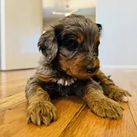 Pele, a male Bernedoodle for sale in Phoenix, AZ – Photo 1 of 2