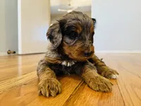 Pele, a male Bernedoodle for sale in Las Vegas, NM – Photo 1 of 2