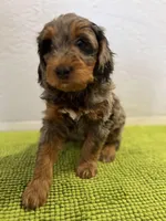 Medium Bernedoodle (Male) FREE DELIVERY in US, a male Bernedoodle for sale in Denver, CO – Photo 4 of 8