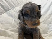 Pele, a male Bernedoodle for sale in Las Vegas, NM – Photo 2 of 2