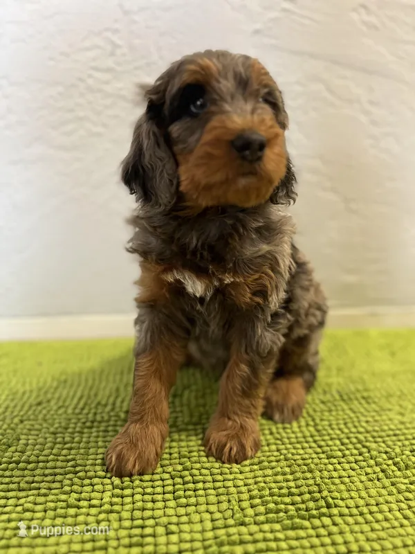 Medium Bernedoodle (Male) FREE DELIVERY in US – Bernedoodle puppy for sale in Denver, CO