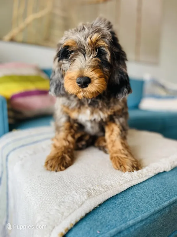 Medium Bernedoodle (Male) FREE DELIVERY in US – Bernedoodle puppy for sale in Denver, CO