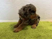 Medium Bernedoodle (Male) FREE DELIVERY in US, a male Bernedoodle for sale in Denver, CO – Photo 6 of 8