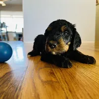 Medium Bernedoodle (male)- FREE DELIVERY in US, a male Bernedoodle for sale in Denver, CO – Photo 5 of 5