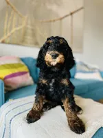 Medium Bernedoodle (male)- FREE DELIVERY in US, a male Bernedoodle for sale in Denver, CO – Photo 7 of 7
