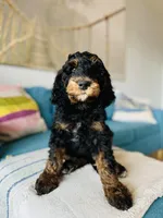 Medium Bernedoodle (male)- FREE DELIVERY in US, a male Bernedoodle for sale in Denver, CO – Photo 4 of 7