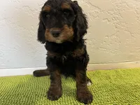 Medium Bernedoodle (male)- FREE DELIVERY in US, a male Bernedoodle for sale in Denver, CO – Photo 3 of 5