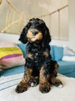 Medium Bernedoodle (male)- FREE DELIVERY in US, a male Bernedoodle for sale in Denver, CO – Photo 1 of 7