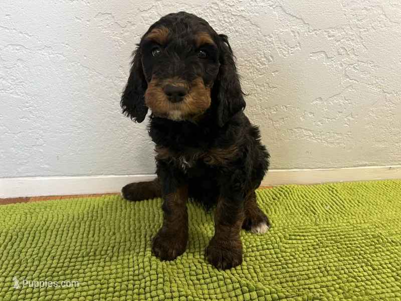 Medium Bernedoodle (male)- FREE DELIVERY in US – Bernedoodle puppy for sale in Denver, CO