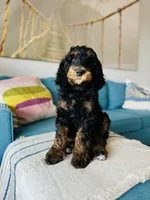 Medium Bernedoodle (male)- FREE DELIVERY in US, a male Bernedoodle for sale in Denver, CO – Photo 3 of 7