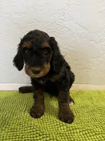 Medium Bernedoodle (male)- FREE DELIVERY in US, a male Bernedoodle for sale in Denver, CO – Photo 4 of 5