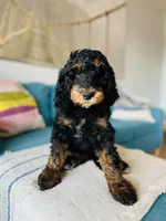 Medium Bernedoodle (male)- FREE DELIVERY in US, a male Bernedoodle for sale in Denver, CO – Photo 5 of 7
