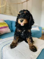 Medium Bernedoodle (male)- FREE DELIVERY in US, a male Bernedoodle for sale in Denver, CO – Photo 6 of 7