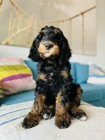 Medium Bernedoodle (male)- FREE DELIVERY in US, a male Bernedoodle for sale in Denver, CO – Photo 2 of 7