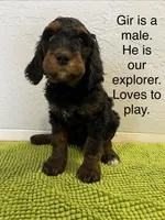 Medium Bernedoodle (male)- FREE DELIVERY in US, a male Bernedoodle for sale in Denver, CO – Photo 2 of 5