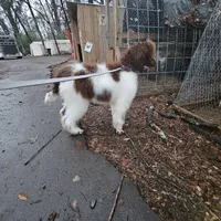 Summer, a female Poodle - Standard  for sale in Monroe, NC – Photo 4 of 7