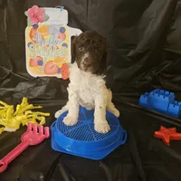 Summer, a female Poodle - Standard  for sale in Monroe, NC – Photo 5 of 7