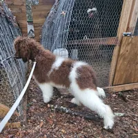 Summer, a female Poodle - Standard  for sale in Monroe, NC – Photo 3 of 7