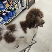 Summer, a female Poodle - Standard  for sale in Monroe, NC – Photo 1 of 7