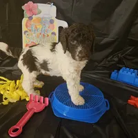 Summer, a female Poodle - Standard  for sale in Monroe, NC – Photo 7 of 7