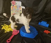 processed/e933d4c0-8ac9-48be-8d2e-7115b972e350/listing/2d2e906c-3c55-4364-8cd9-bbcc3df2e98b/795e0c01-4577-4f6a-be5d-0756a055caa6