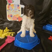Summer, a female Poodle - Standard  for sale in Monroe, NC – Photo 6 of 7