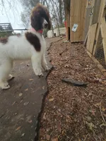 Breeze, a female Poodle - Standard  for sale in Monroe, NC – Photo 4 of 9