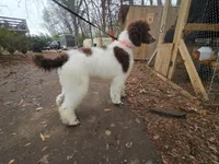 Breeze, a female Poodle - Standard  for sale in Monroe, NC – Photo 1 of 9